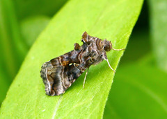 Autographa buraetica