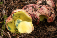 Butyriboletus autumniregius
