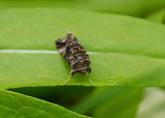Autographa buraetica