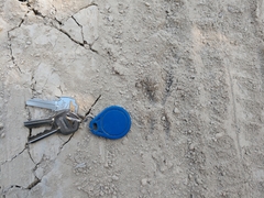 Geococcyx californianus