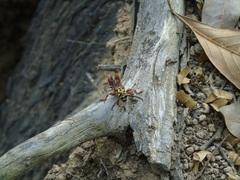 Acyphoderes aurulenta