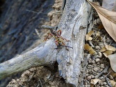 Acyphoderes aurulenta