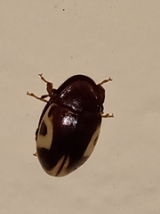 Chelonarium ornatum