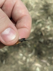 Plerapsalta multifascia