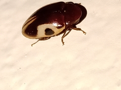 Chelonarium ornatum
