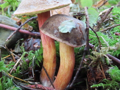 Xerocomellus zelleri