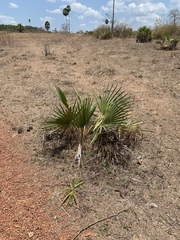 Copernicia prunifera