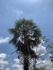 Copernicia prunifera