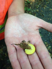 Cimbicidae