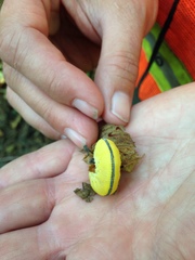 Cimbicidae