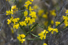 Acacia spinescens