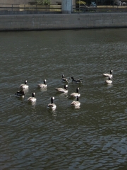 Branta leucopsis