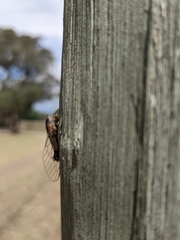 Yoyetta landsboroughi