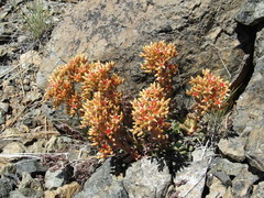 Sedum rubiginosum