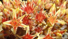 Sedum rubiginosum
