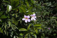 Bignonia callistegioides