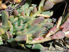 Sedum rubiginosum