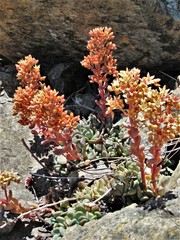 Sedum rubiginosum