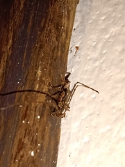 Ambonus interrogationis