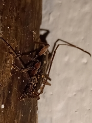 Ambonus interrogationis