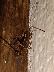 Ambonus interrogationis