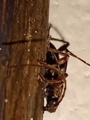 Ambonus interrogationis