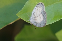 Spalgis lemolea lemolea