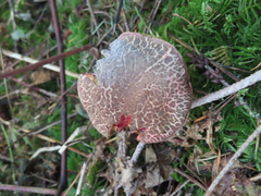 Xerocomellus zelleri