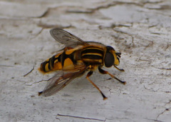 Helophilus intentus
