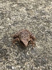 Pristimantis achatinus