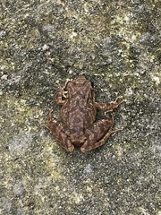 Pristimantis achatinus