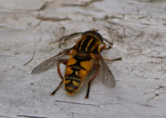 Helophilus intentus