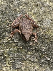 Pristimantis achatinus