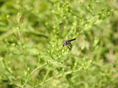 Heteropogon macerinus