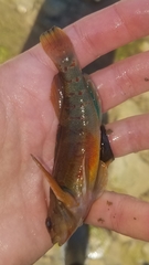 Etheostoma variatum