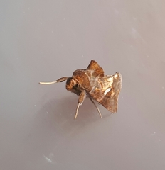 Chrysodeixis chalcites