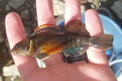 Etheostoma variatum