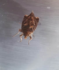 Chrysodeixis chalcites