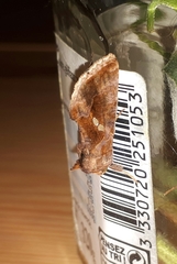 Chrysodeixis chalcites