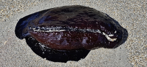 Atlantic Black Seahare