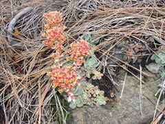 Sedum rubiginosum