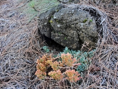 Sedum rubiginosum