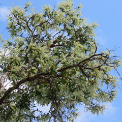 Melaleuca viridiflora