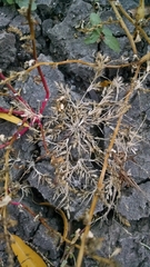 Eragrostis hypnoides