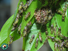 Protopolybia exigua