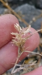 Eragrostis hypnoides