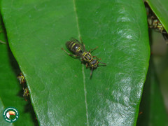 Protopolybia exigua