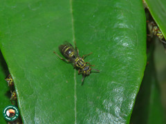 Protopolybia exigua