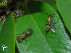 Protopolybia exigua
