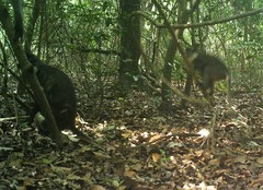 Cercopithecus erythrogaster